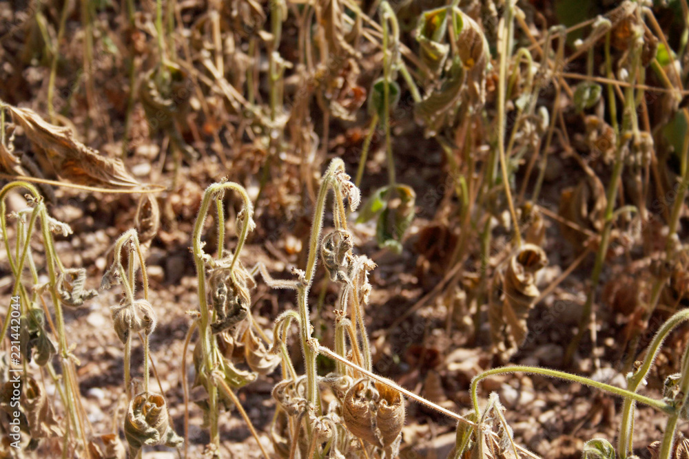 Soybean field damaged by drought in summer. Countryside landscape Soybean field damaged by drought in summer. Countryside landscape