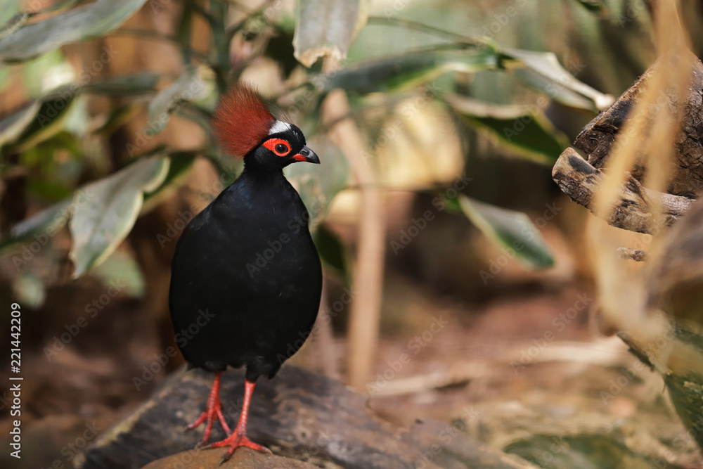 Full body of small male crested partridge is a resident breeder in lowland rainforests