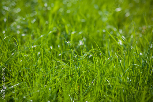 Closeup of green grass on blurred background