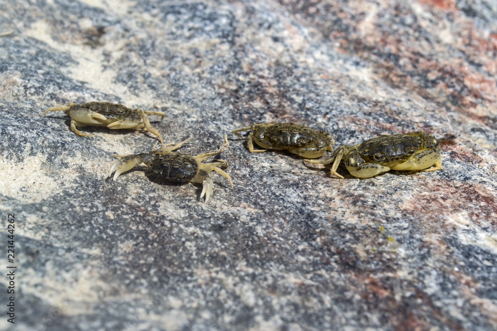 The crabs on a stone background. Macro shot. The crabs on a stone background. Macro shot.