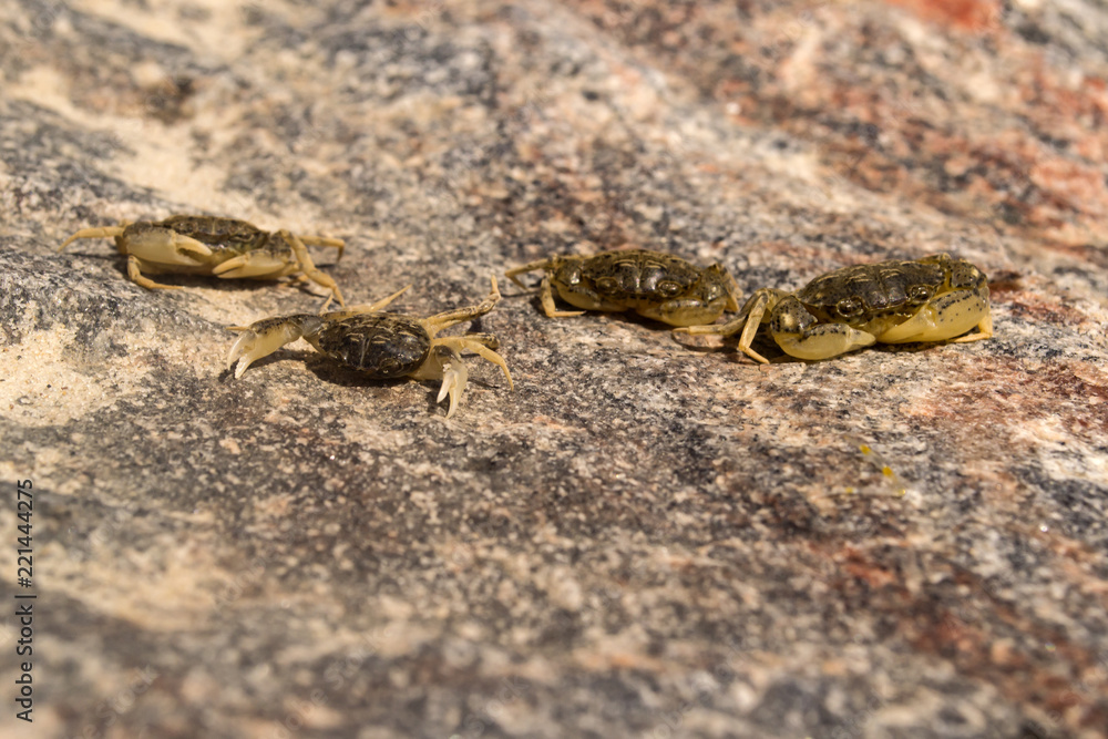The crabs on a stone background. Macro shot. The crabs on a stone background. Macro shot.