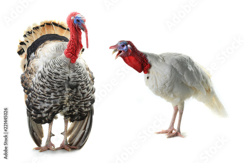 white and grey turkey isolated © fotomaster