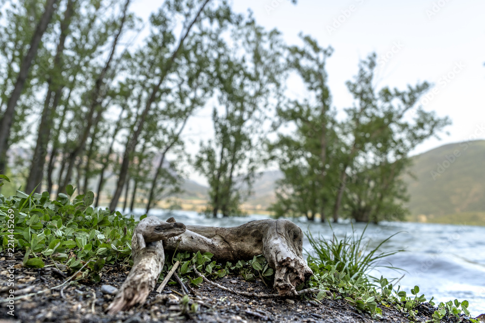 Fototapeta premium Trunk in riverbank