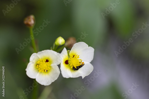 white flower with little bee © Juliene