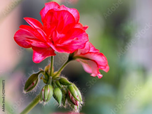 Fototapeta Naklejka Na Ścianę i Meble -  Flor de geranio roja