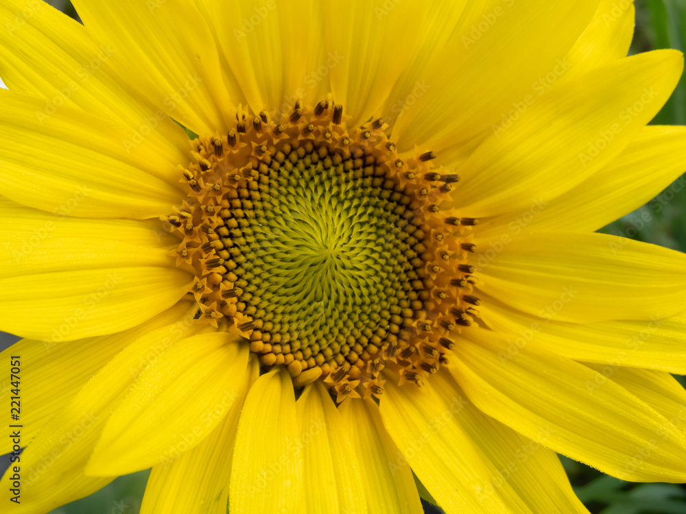 Yellow sunflower Yellow sunflower