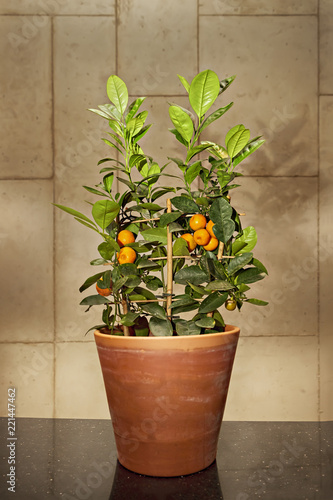 Decorative Mandarine tree in a pot