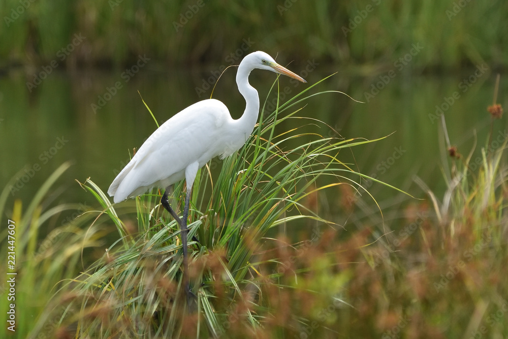 Great egret (Ardea alba), real wildlife - no ZOO Great egret (Ardea alba), real wildlife - no ZOO