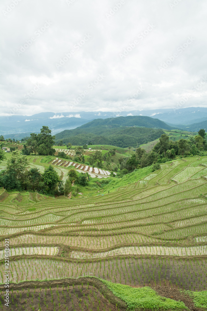 Rice planting season in Chiang Mai, Rice growing in rice terraces