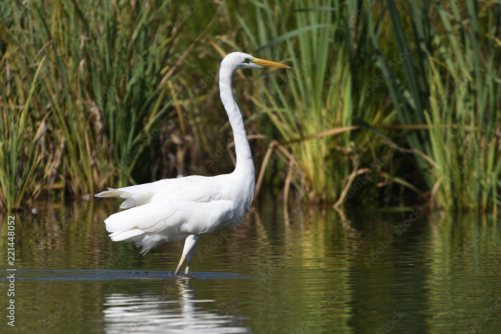 Great egret (Ardea alba), real wildlife - no ZOO Great egret (Ardea alba), real wildlife - no ZOO