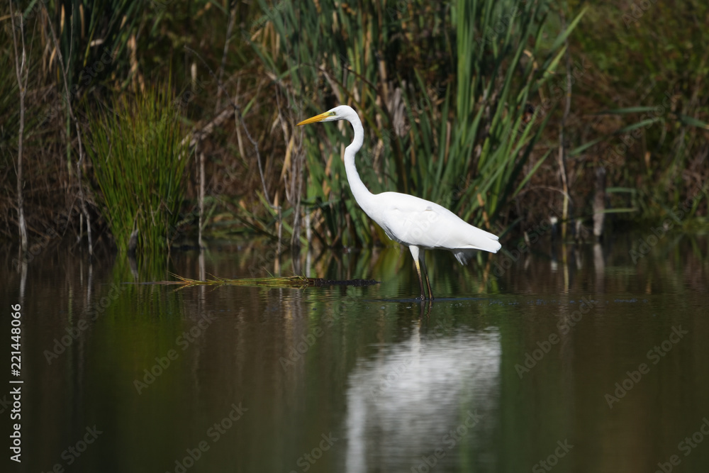 Great egret (Ardea alba), real wildlife - no ZOO Great egret (Ardea alba), real wildlife - no ZOO