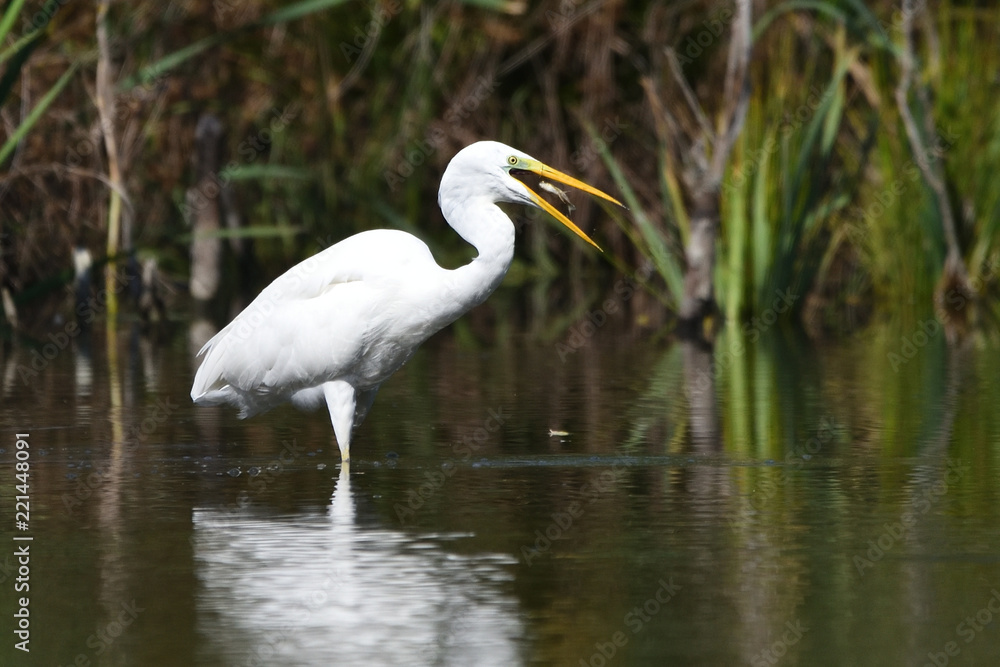 Great egret (Ardea alba), real wildlife - no ZOO Great egret (Ardea alba), real wildlife - no ZOO
