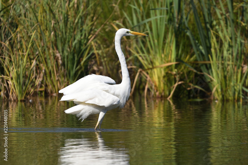 Great egret  Ardea alba   real wildlife - no ZOO