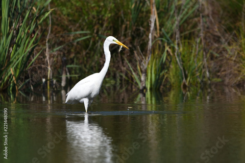 Great egret (Ardea alba), real wildlife - no ZOO