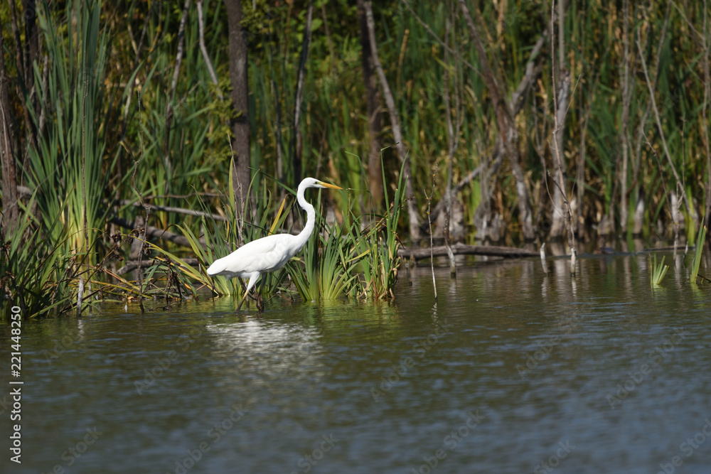Great egret (Ardea alba), real wildlife - no ZOO Great egret (Ardea alba), real wildlife - no ZOO