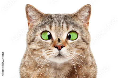 Portrait of funny cat with a fly on his nose, isolated on white background