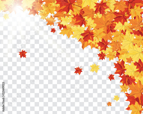 Maple leaves on transparency grid