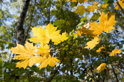 Yellow autumn maple leaves in contra sunlight
