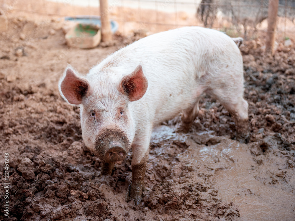 Young pink pig in a dirty pigsty alone Young pink pig in a dirty pigsty alone