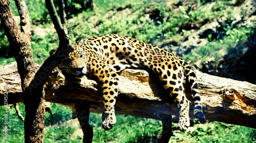 Leopard schläft auf Baumstamm