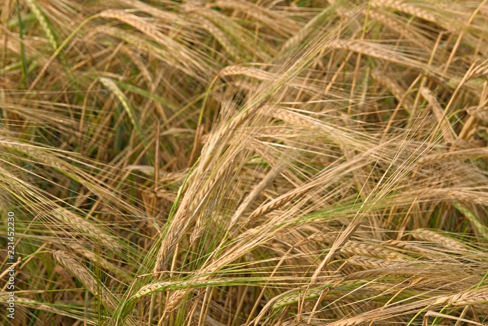 Fototapeta premium Ears of ripe rye on the field.