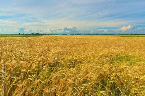 Field of mature rye.