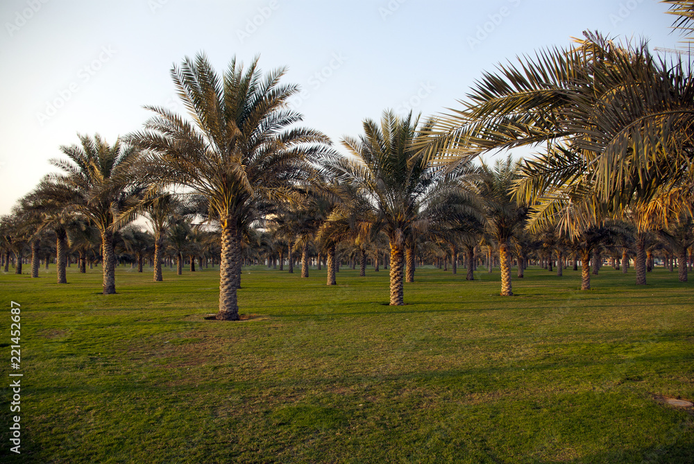 Palm Garden in the UAE.