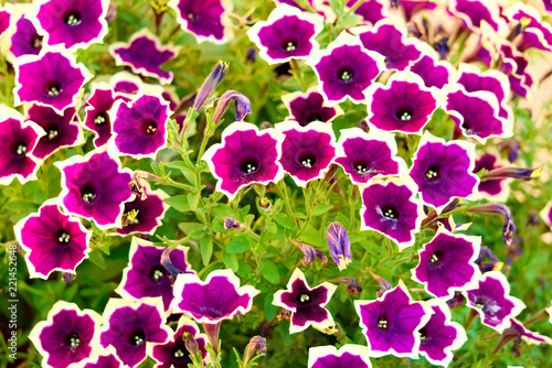 Purple Petunia.