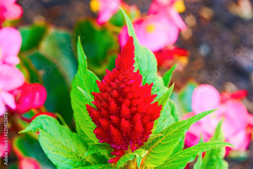 Red flower of a kiss.