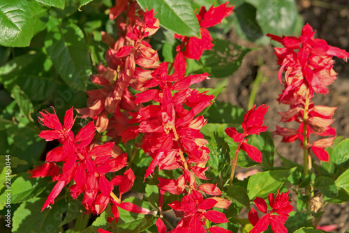 Red garden flowers Salvia splendens.