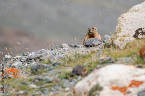 Wild nature of Altai mountains