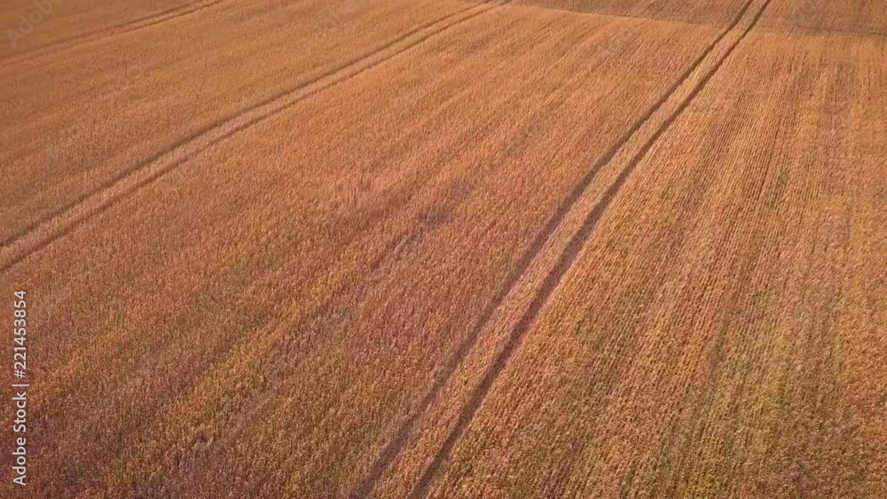Aerial view wheat field Aerial view wheat field