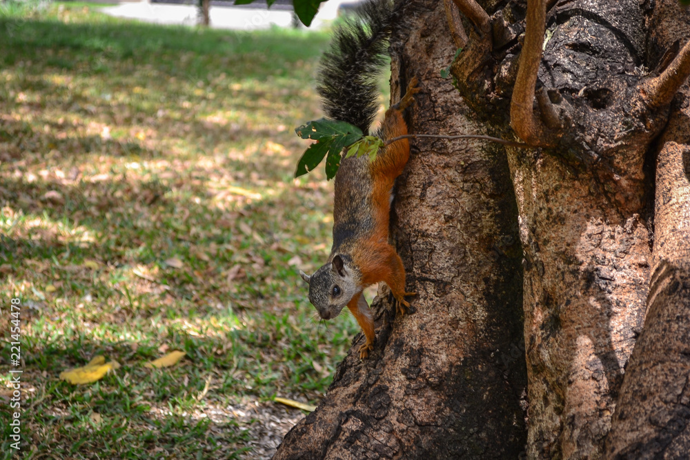 Obraz premium squirrel coming down from a tree
