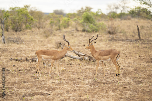 Impalas standing opposite at Kruger Nationalpark  South Africa