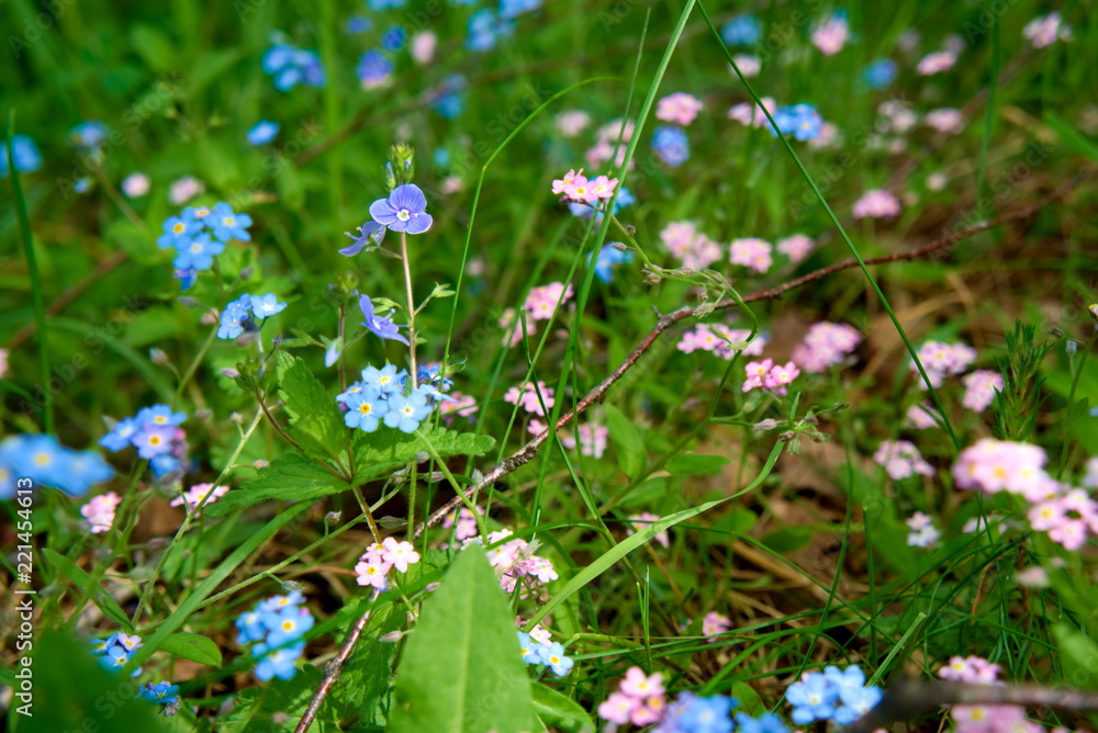 Small forest flowers Myosótis. Small forest flowers Myosótis.