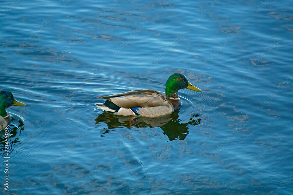 Fototapeta premium The duck swims along the river.