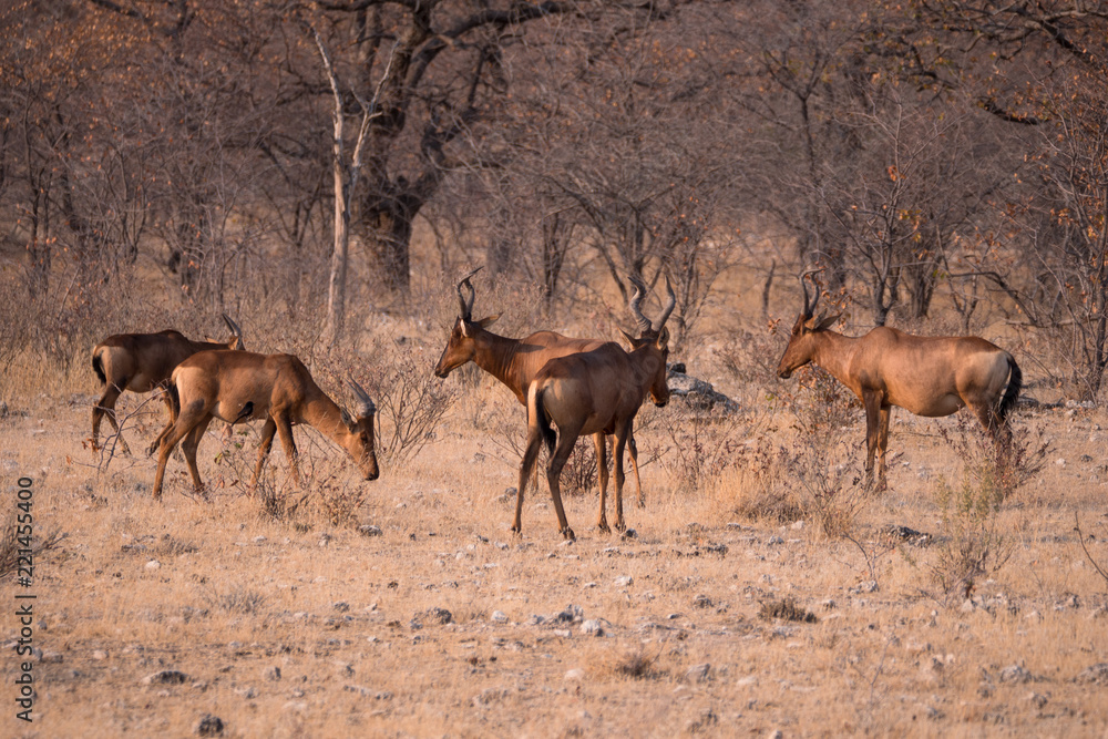 Red Hartebeest in Etosha National Park, Namibia Red Hartebeest in Etosha National Park, Namibia