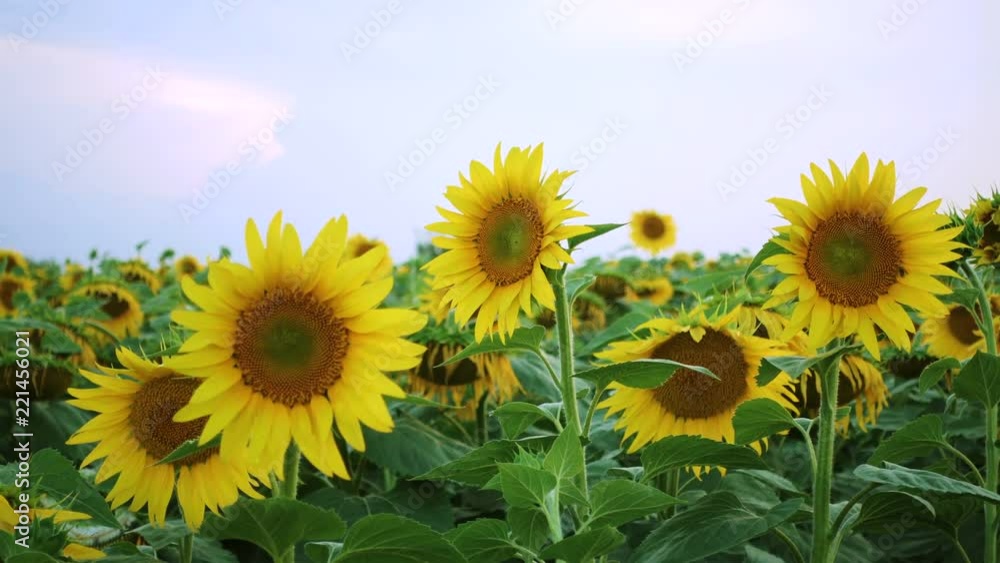 evening field with blooming sunflowers evening field with blooming sunflowers