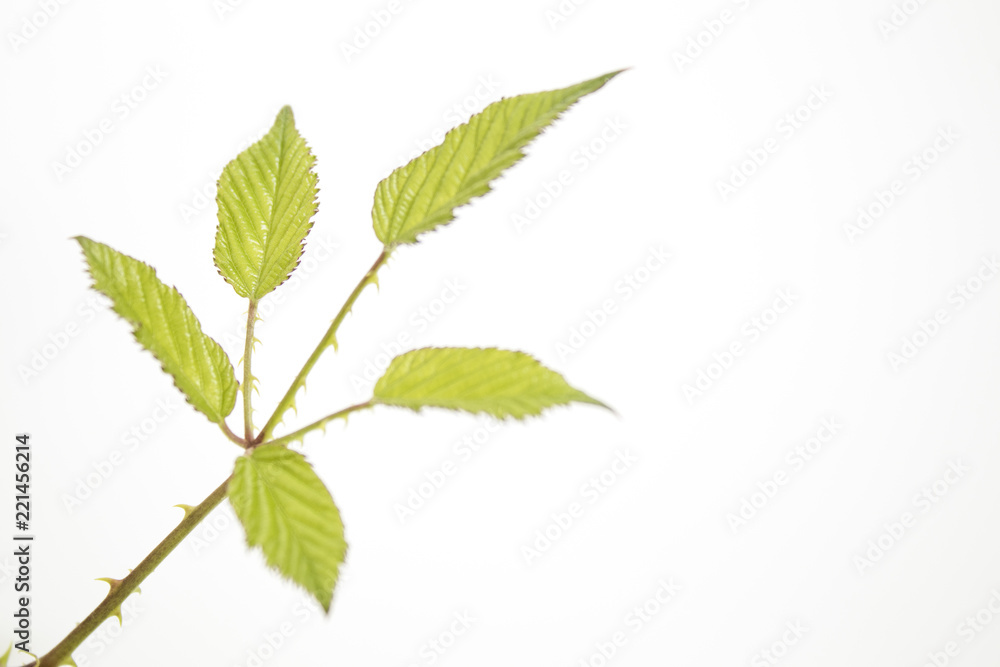 Branch full of detailed green leaves isolated in a white background Branch full of detailed green leaves isolated in a white background