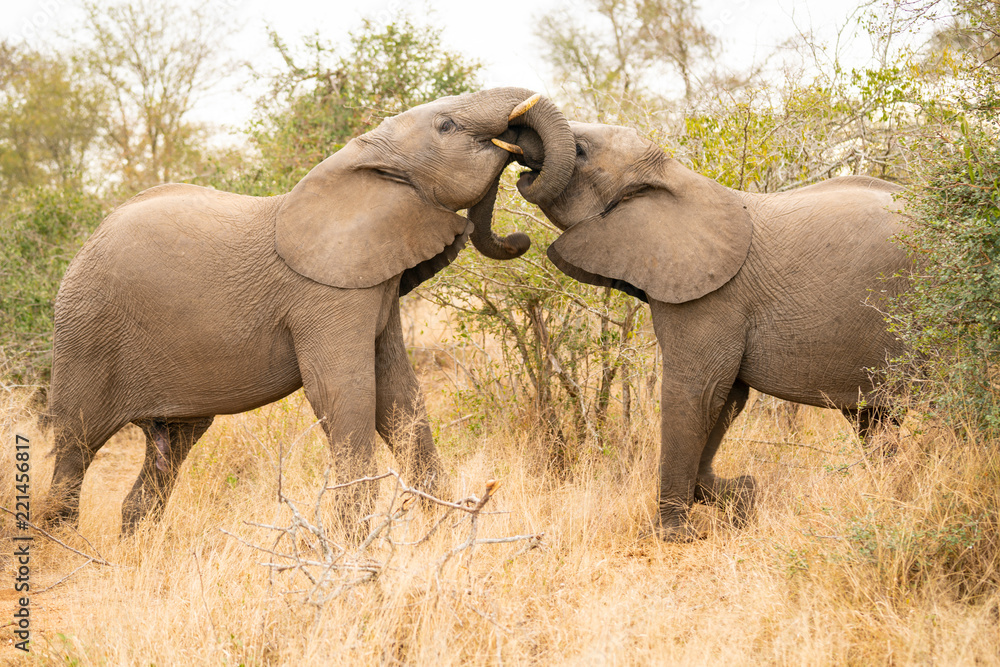 Young elephants are getting in touch with their trunks at Kruger Nationalpark, South Africa