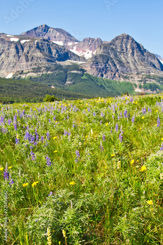 A field of wildflowers carpeting the landscape in Glacier National Park with a forest in the background and a mountain rising against the sky.