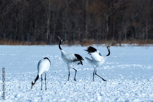 Dancing pair of Red-crowned cranes (grus japonensis) with open wings on snowy meadow, mating dance ritual, winter, Hokkaido, Japan, japanase crane, beautiful white and black birds, elegant, wildlife