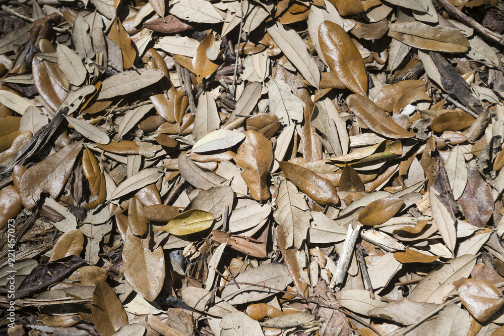 Background of carpet of dry brown leaves on the jungle floor Background of carpet of dry brown leaves on the jungle floor