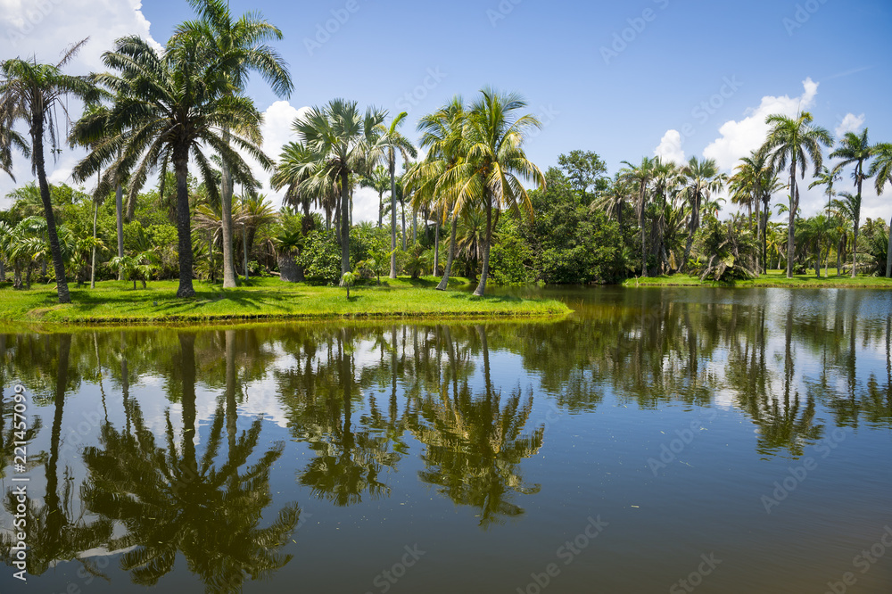View of palm-fringed a tropical swamp lake in Florida