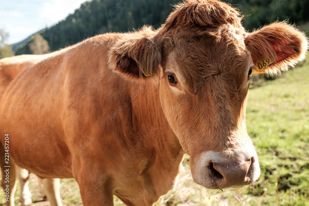Cow on pasture in south Norway. Cow on pasture in south Norway.