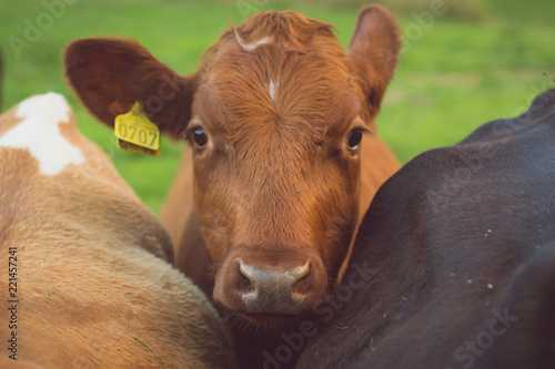 Cow on pasture in south Norway.