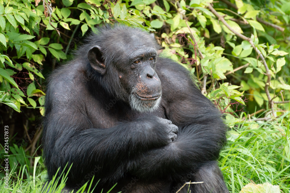 A singled isolated Chimpanzee in captivity. A singled isolated Chimpanzee in captivity.