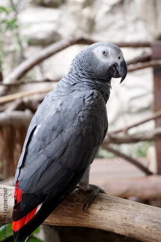 Pretty gray parrot