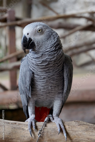 Pretty gray parrot