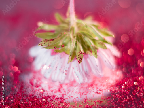 Fototapeta Naklejka Na Ścianę i Meble -  Macrophotography of pink flower with reflection and bokeh.